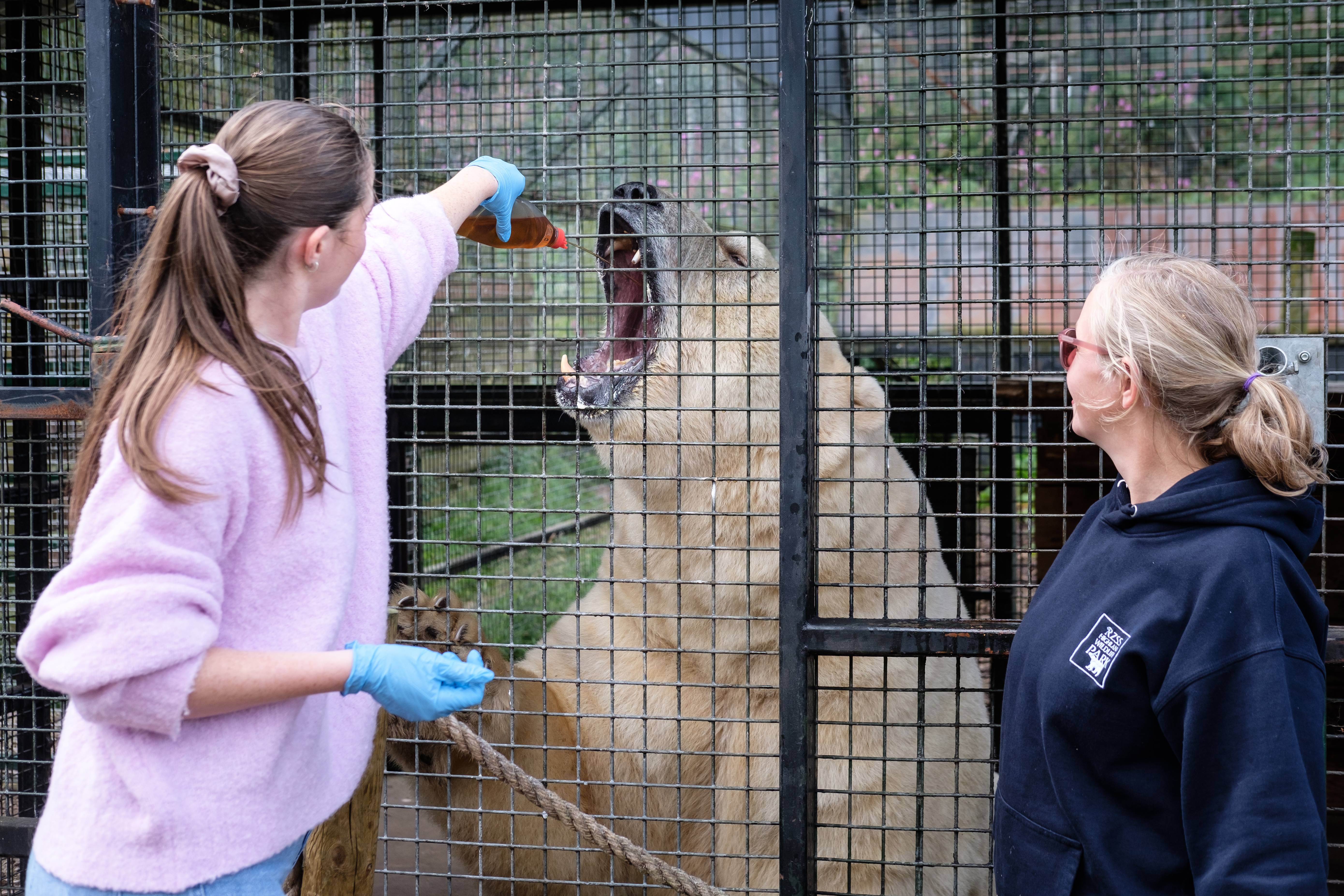 Polar bear magic moment at Highland Wildlife Park. IMAGE: Robin Mair August 2024